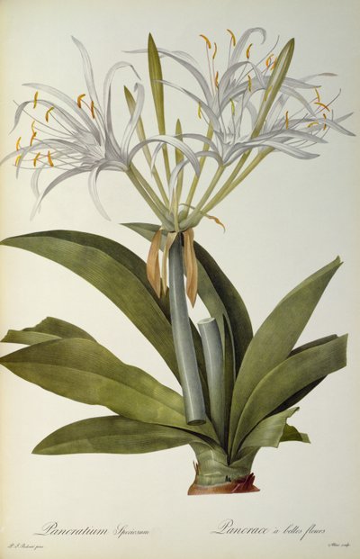 Pancratium speciosum, from 